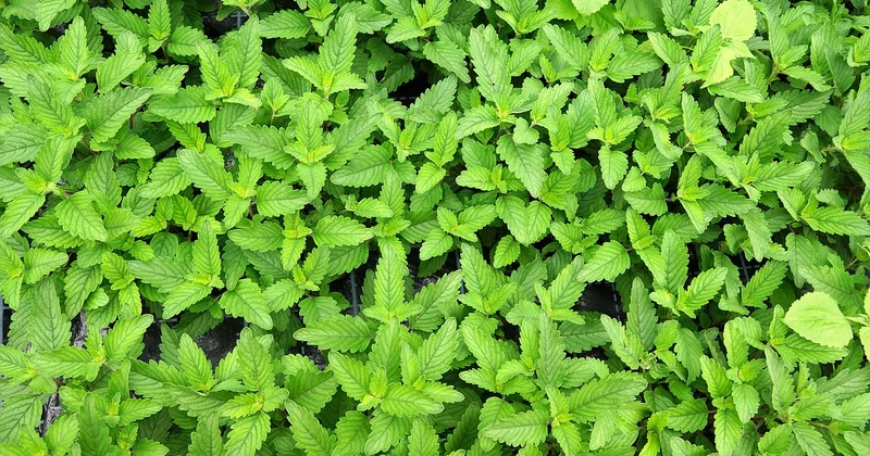 Comment choisir l'accessoire adapté à chaque herbe fine